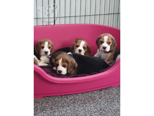 PoulaTo: Gorgeous Kc εγγεγραμμένα Beagle Pups